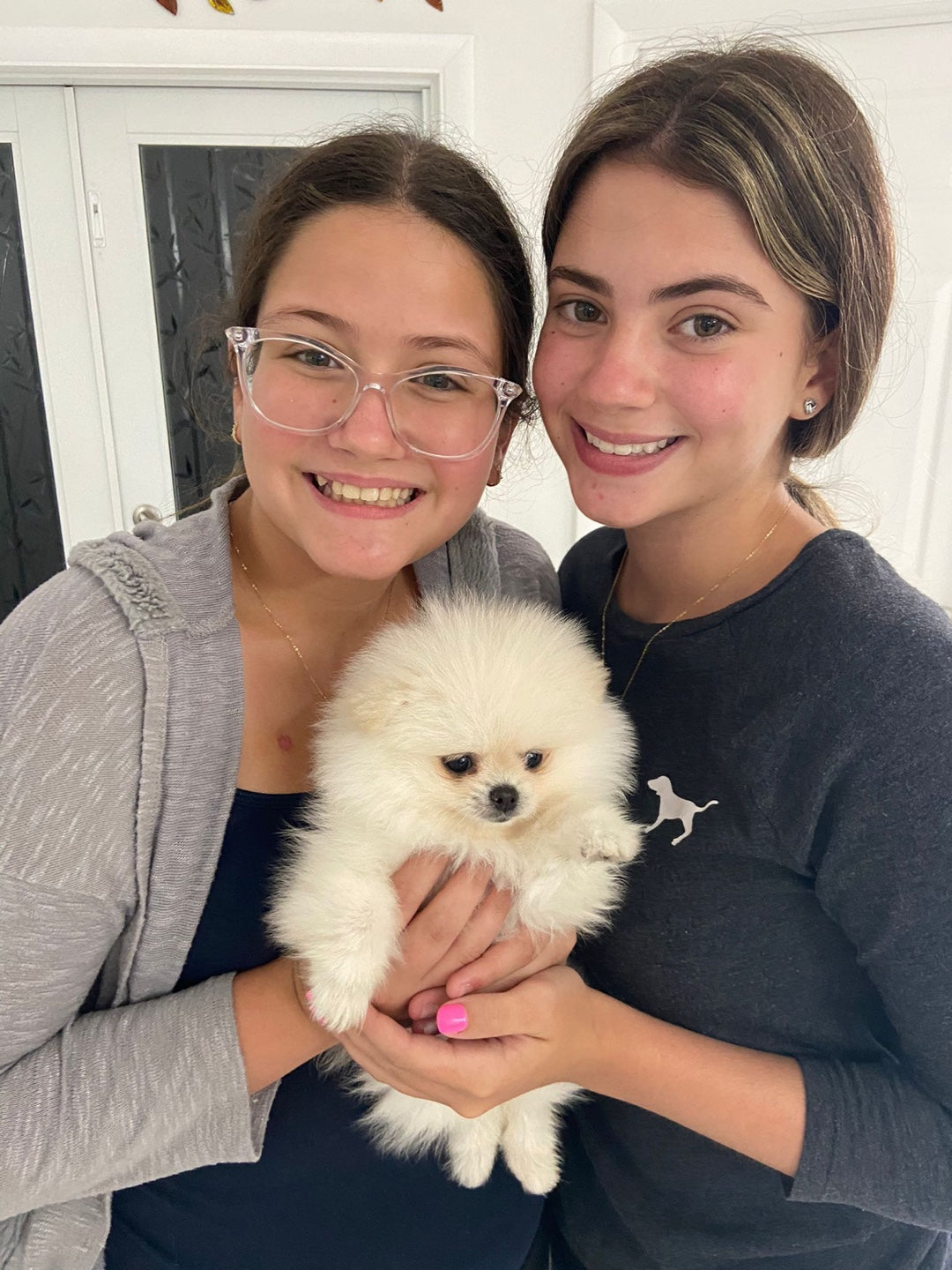 POMERANIAN, ALOHA TEACUP PUPPIES