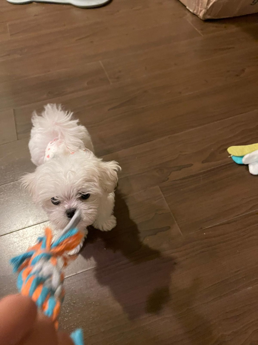 MALTESE, ALOHA TEACUP PUPPIES