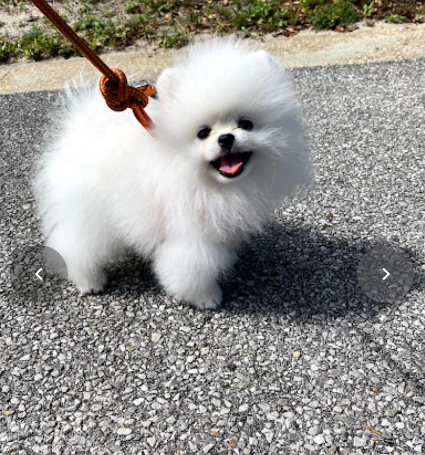 POMERANIAN, ALOHA TEACUP PUPPIES
