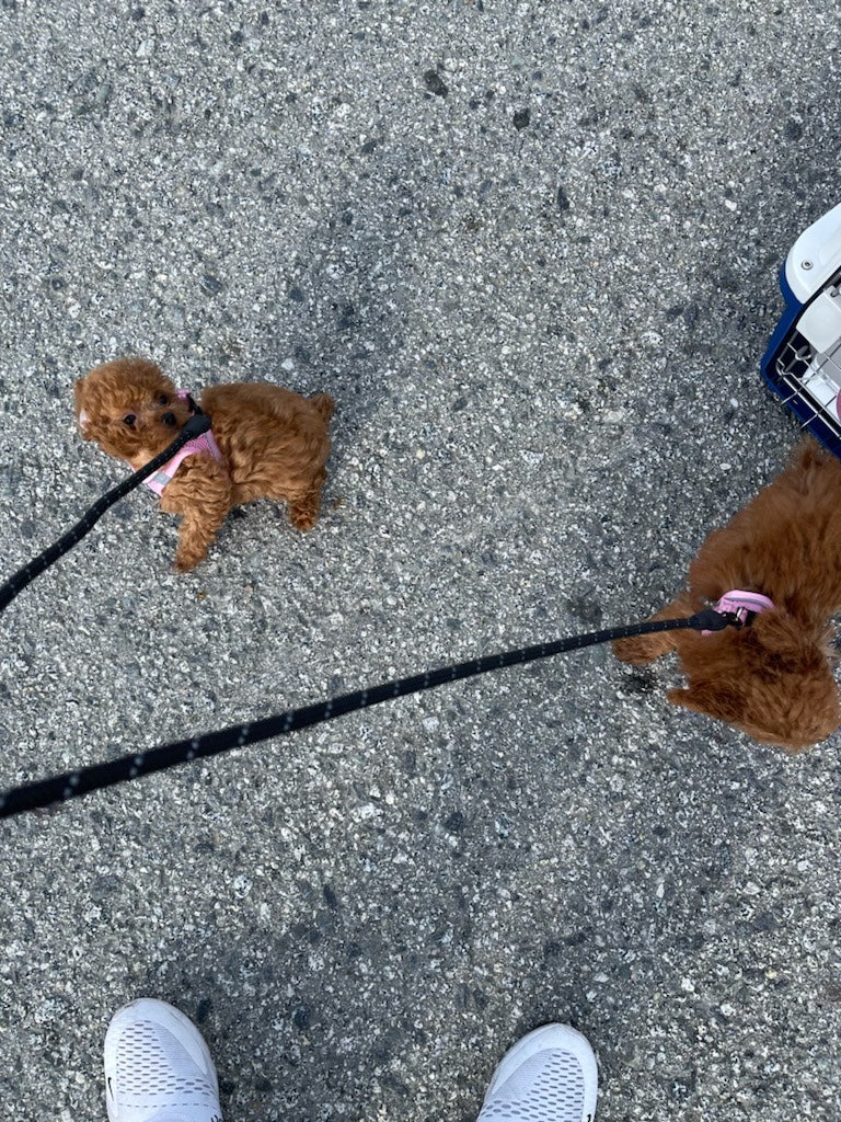 POODLE, ALOHA TEACUP PUPPIES