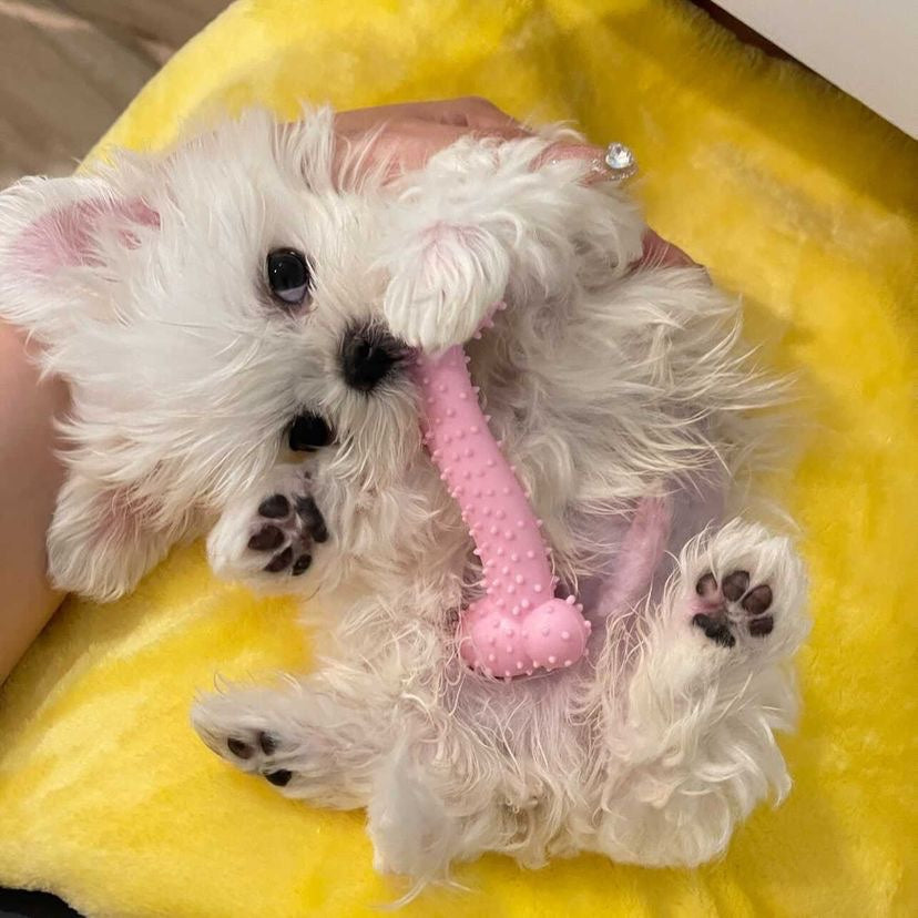 MALTESE, ALOHA TEACUP PUPPIES