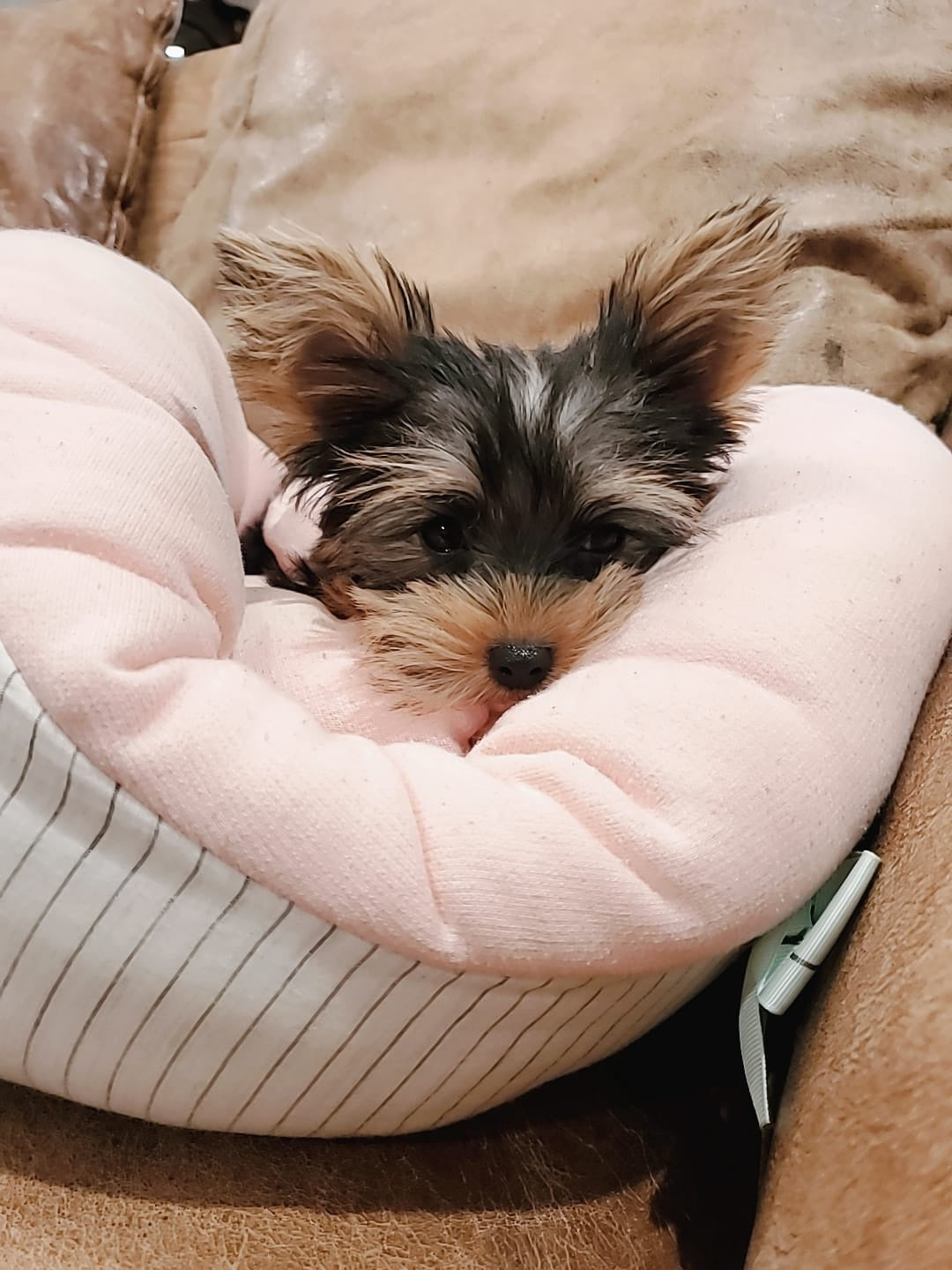 YORKIE, ALOHA TEACUP PUPPIES