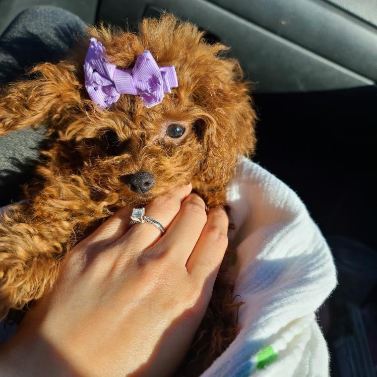 POODLE, ALOHA TEACUP PUPPIES