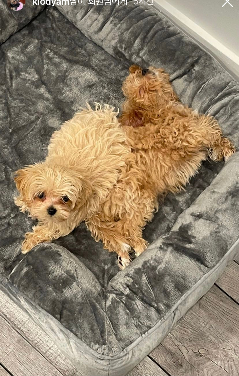 MALTIPOO, ALOHA TEACUP PUPPIES