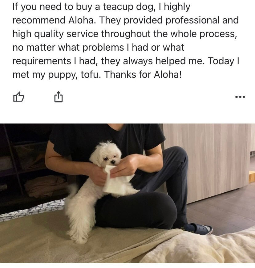 MALTESE, ALOHA TEACUP PUPPIES