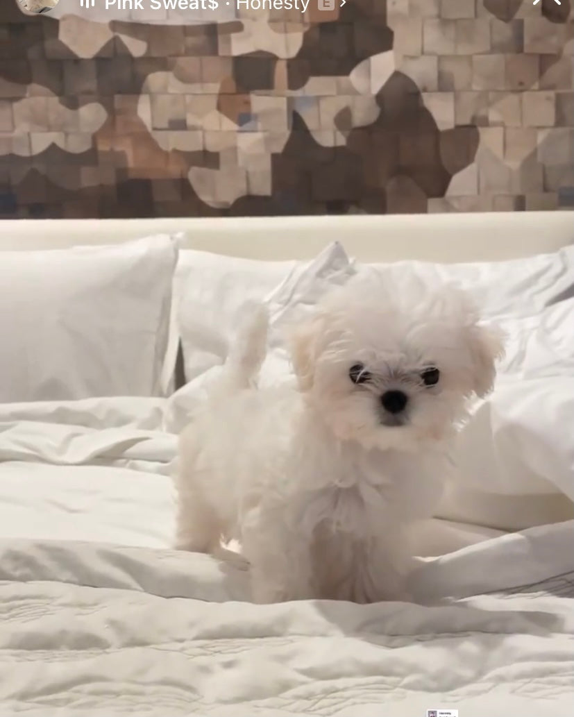 MALTESE, ALOHA TEACUP PUPPIES