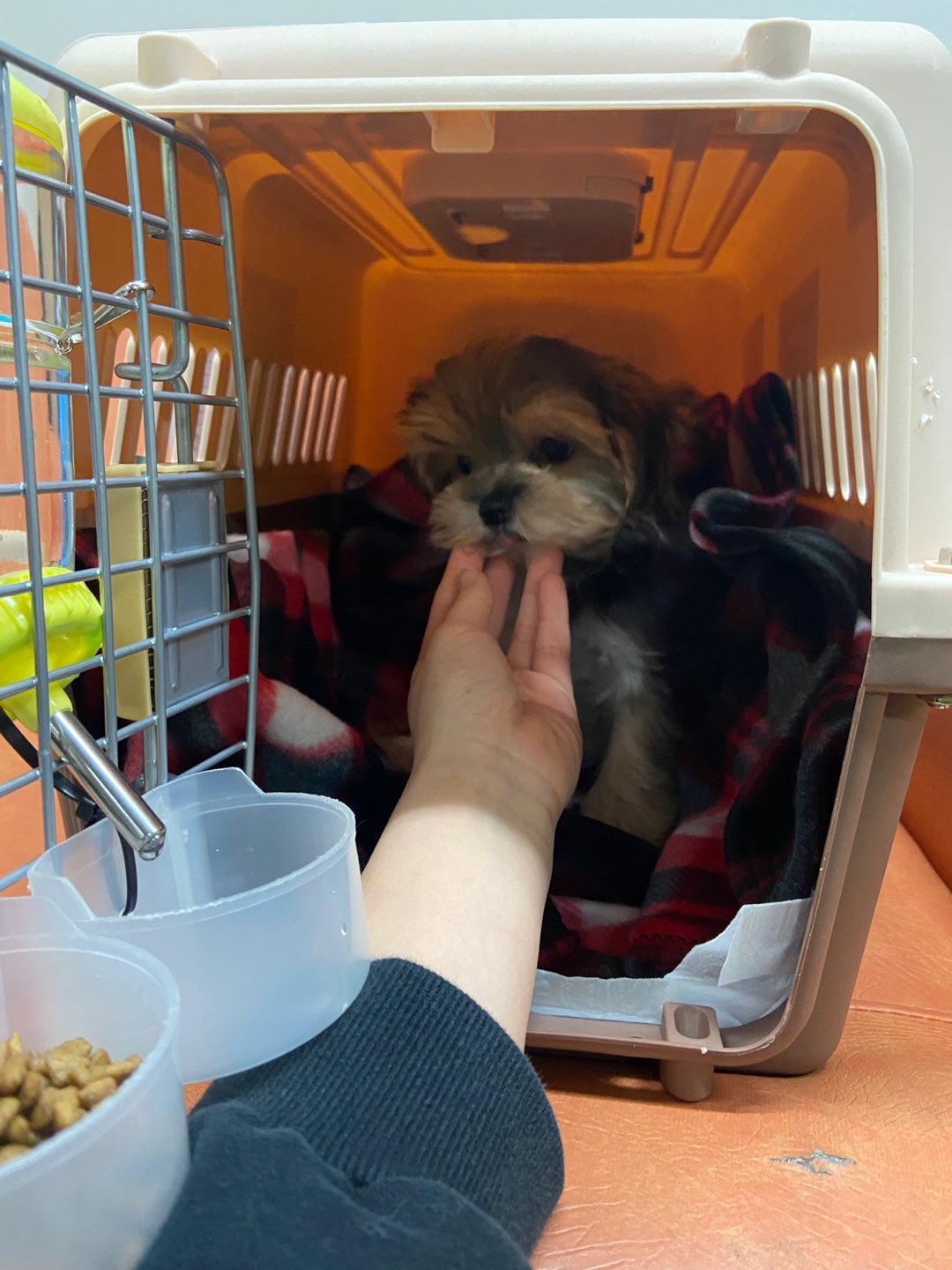 MORKIE, ALOHA TEACUP PUPPIES