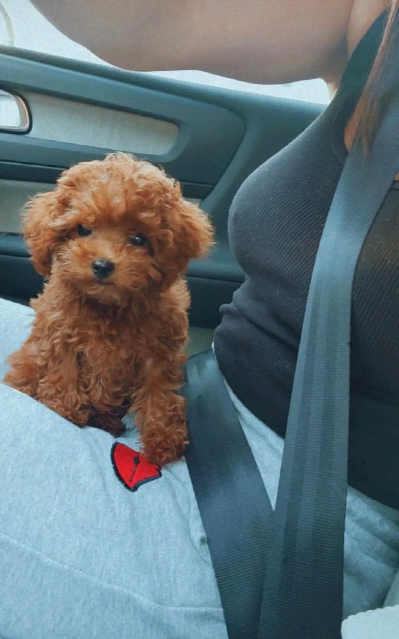 POODLE, ALOHA TEACUP PUPPIES