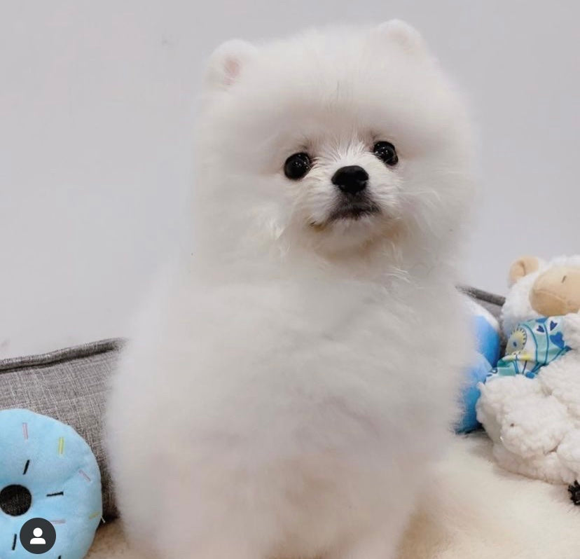 POMERANIAN, ALOHA TEACUP PUPPIES