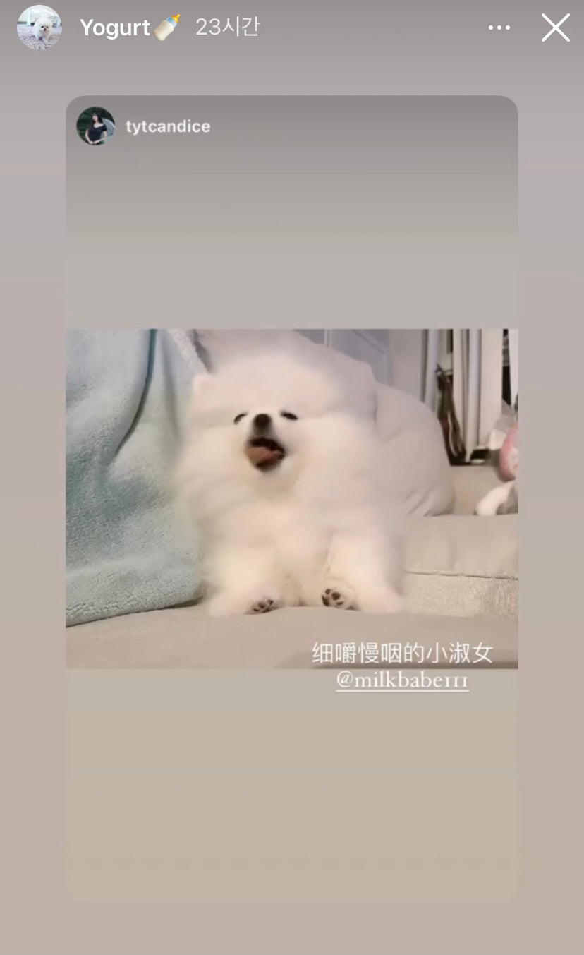 POMERANIAN, ALOHA TEACUP PUPPIES