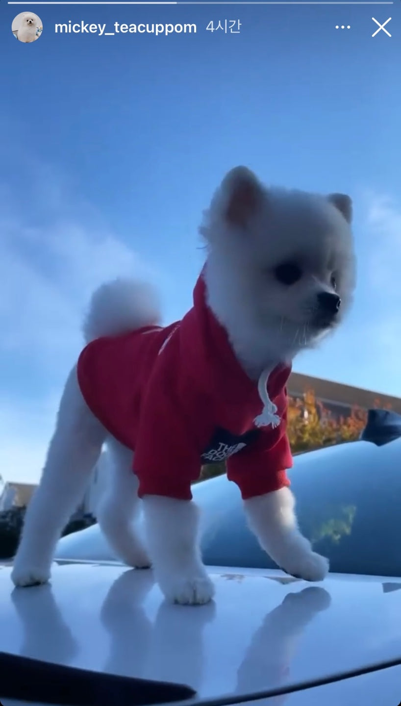 POMERANIAN, ALOHA TEACUP PUPPIES