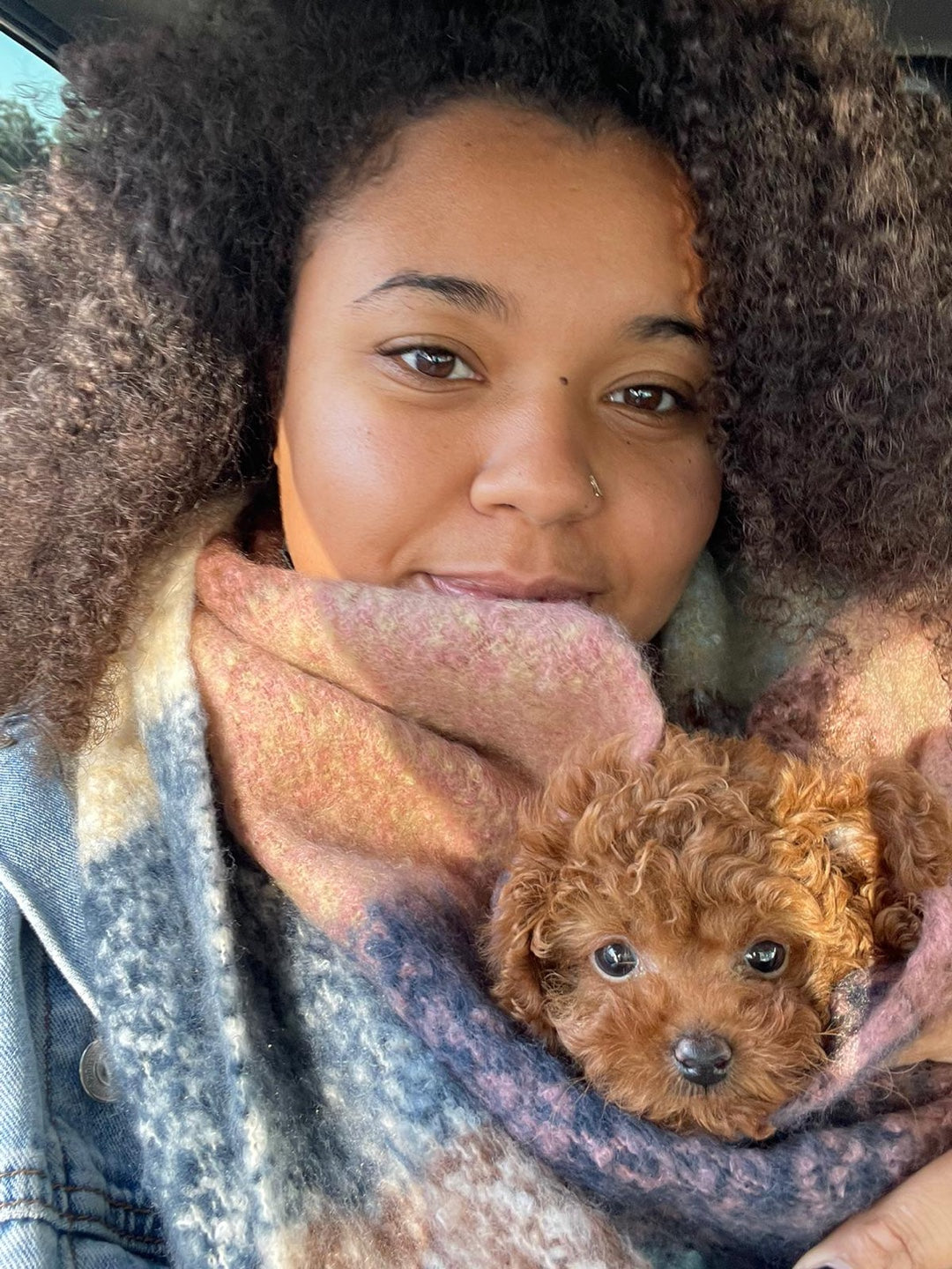POODLE, ALOHA TEACUP PUPPIES