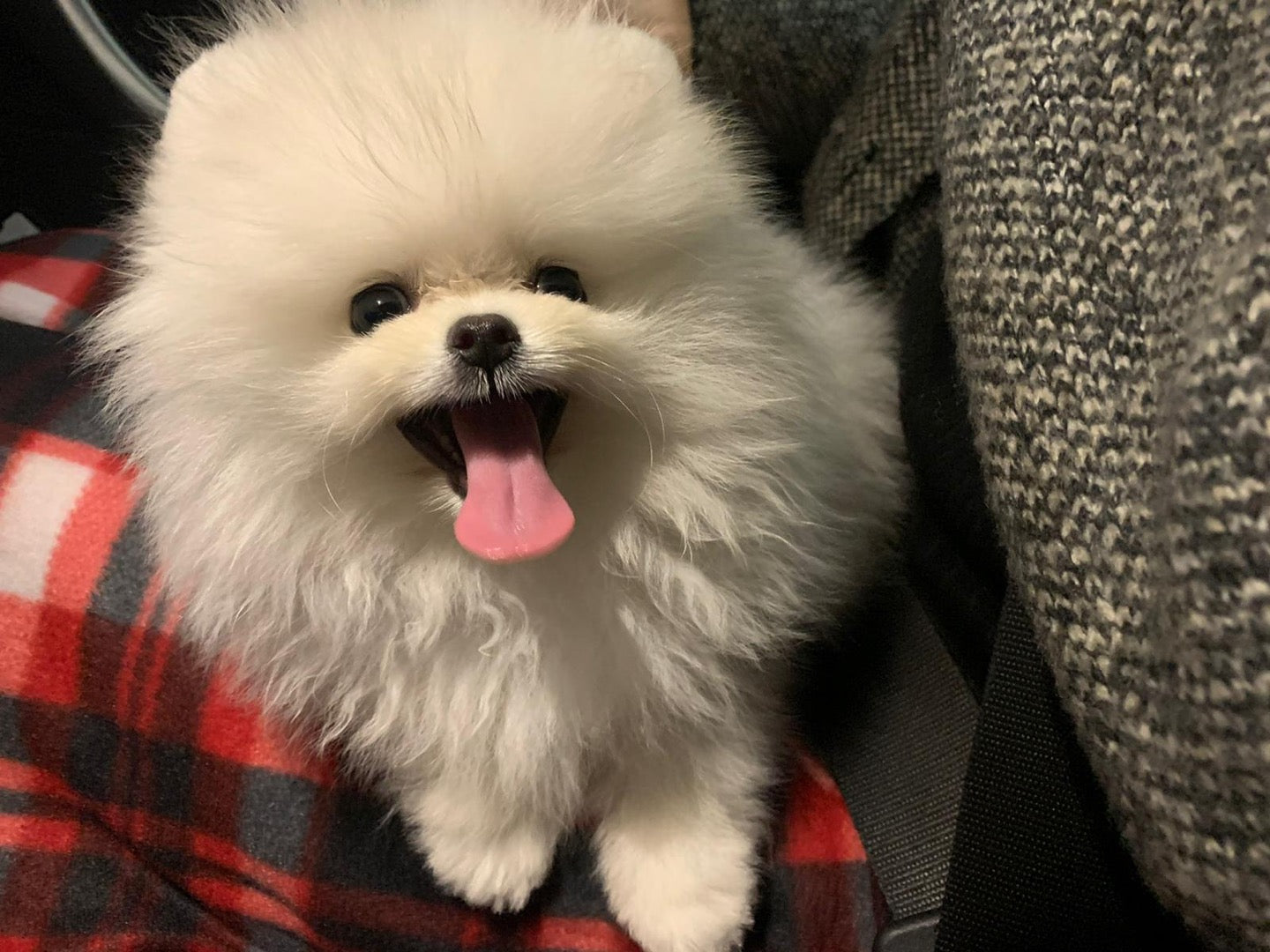 POMERANIAN, ALOHA TEACUP PUPPIES