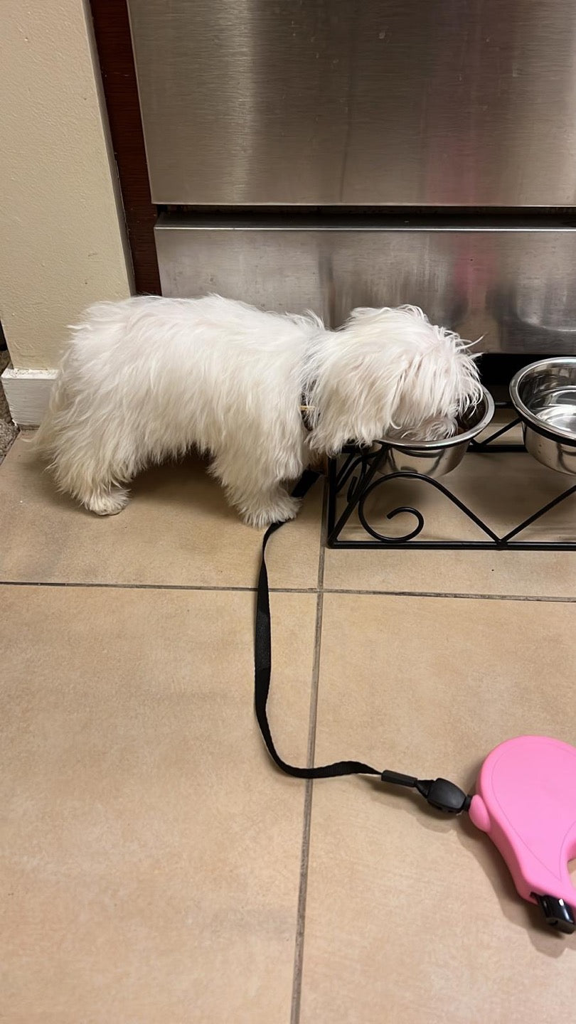 MALTESE, ALOHA TEACUP PUPPIES