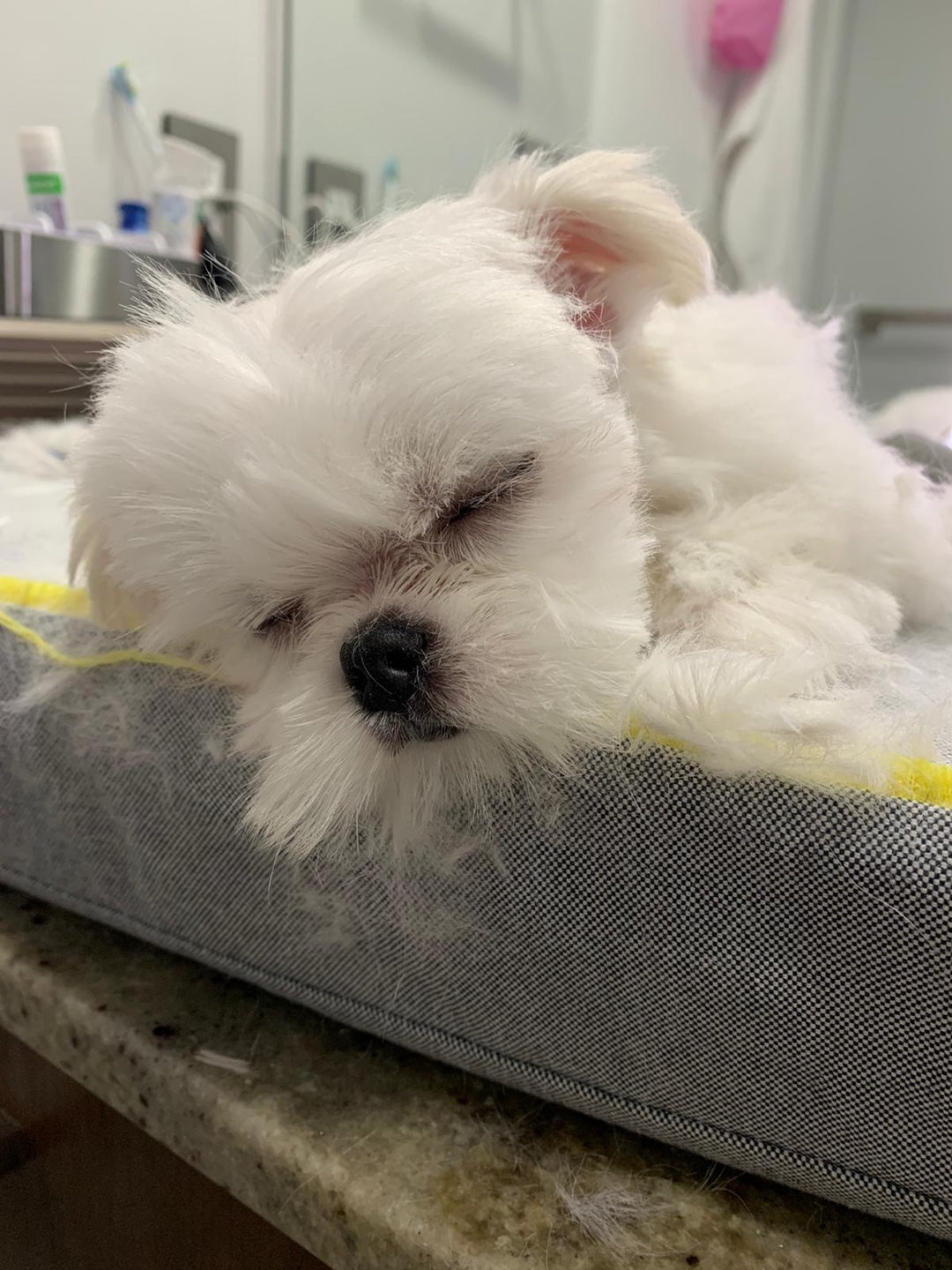MALTESE, ALOHA TEACUP PUPPIES