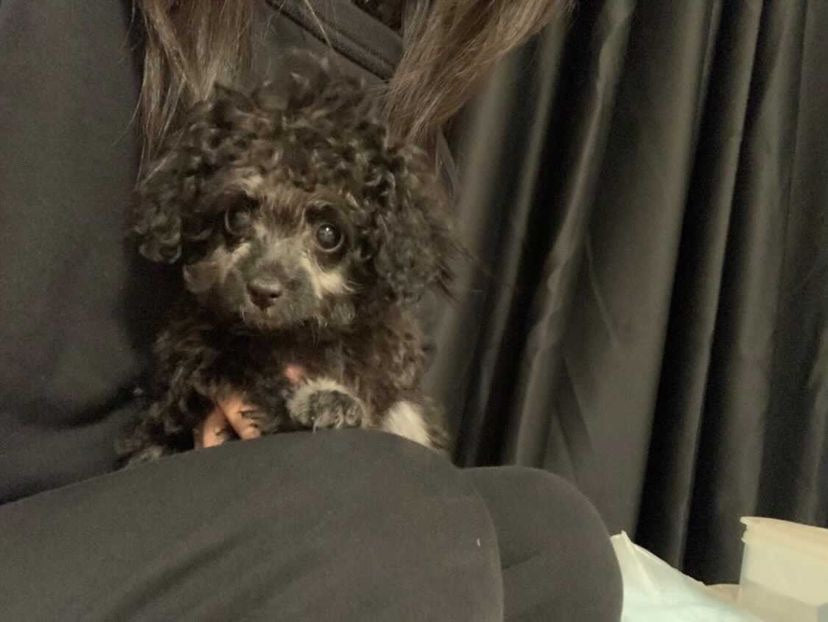 POODLE, ALOHA TEACUP PUPPIES