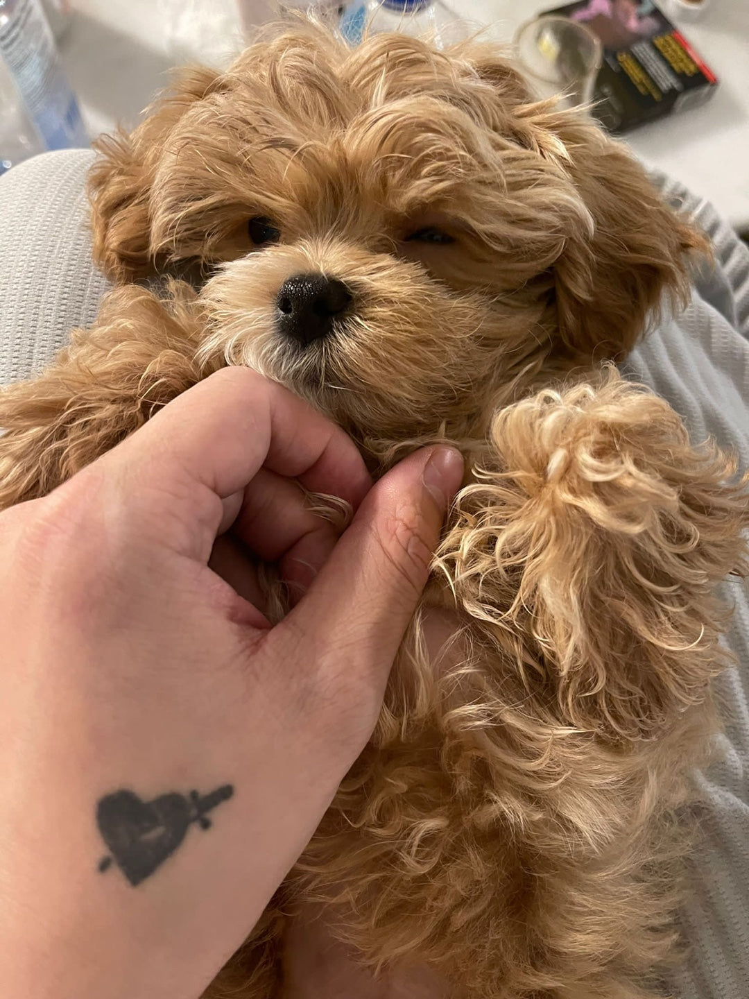 MALTIPOO, ALOHA TEACUP PUPPIES