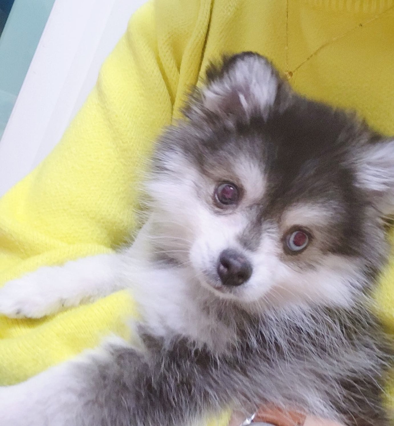 POMSKY, ALOHA TEACUP PUPPIES