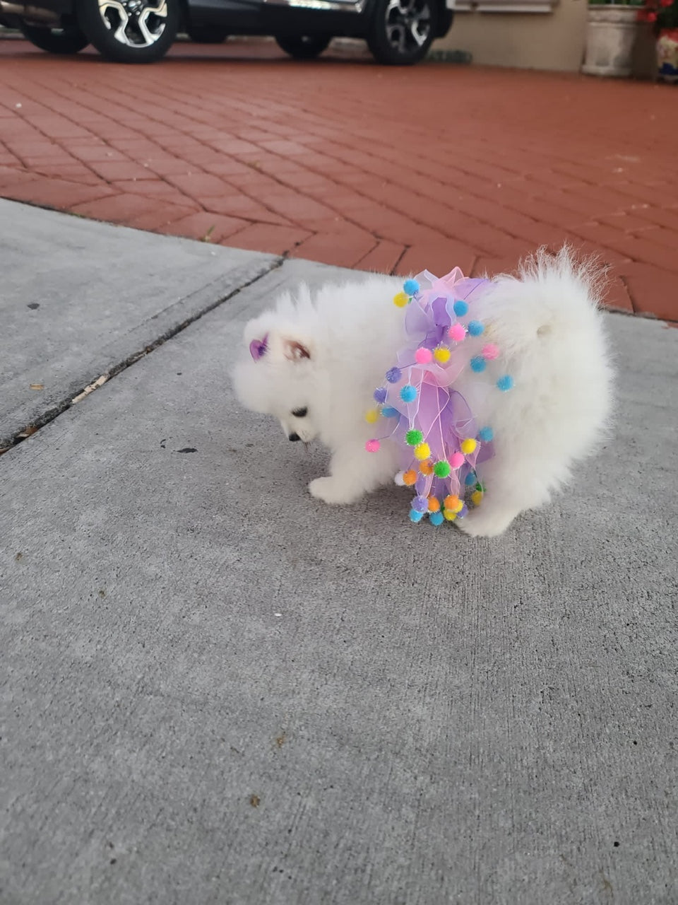 POMERANIAN, ALOHA TEACUP PUPPIES