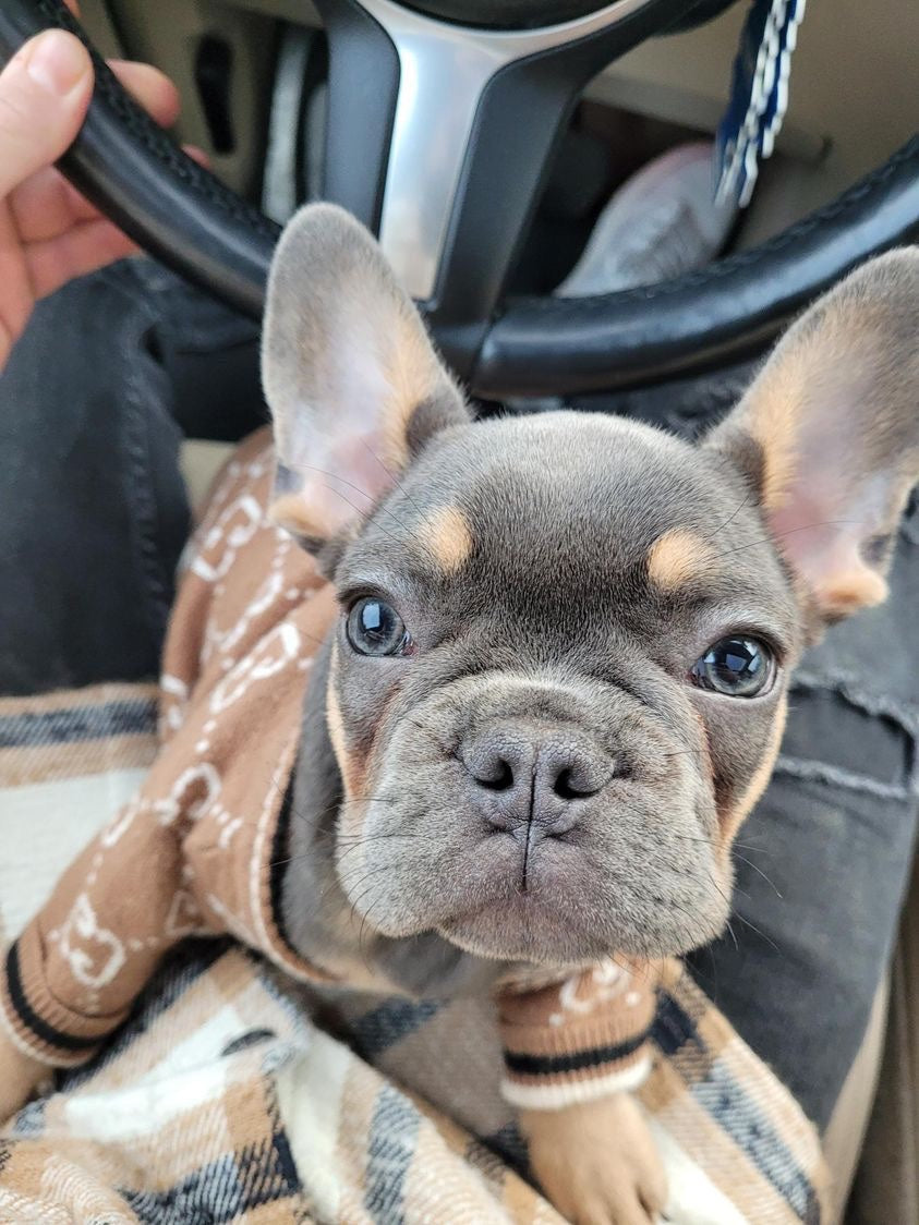 FRENCH BULLDOG, ALOHA TEACUP PUPPIES
