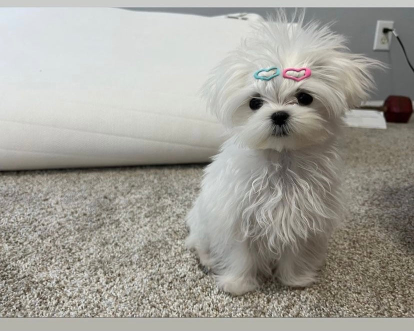 MALTESE, ALOHA TEACUP PUPPIES