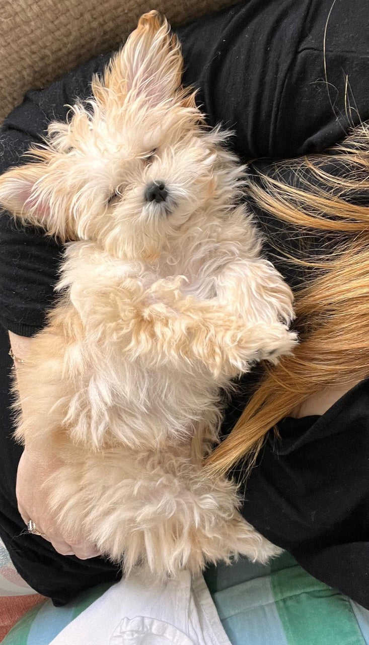 MALTIPOO, ALOHA TEACUP PUPPIES