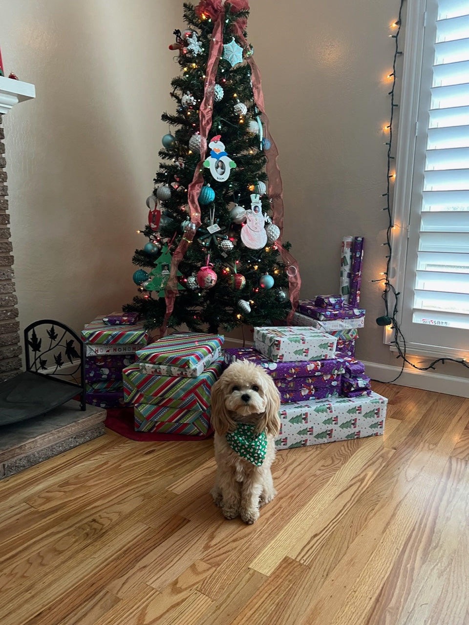MALTIPOO, ALOHA TEACUP PUPPIES