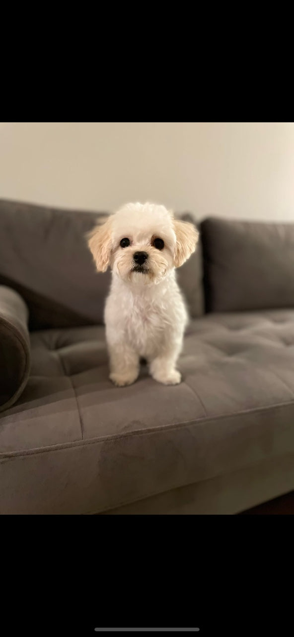 MALTIPOO, ALOHA TEACUP PUPPIES