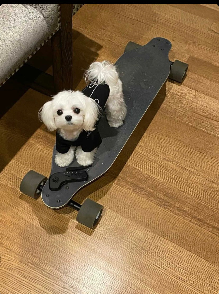 MALTESE, ALOHA TEACUP PUPPIES