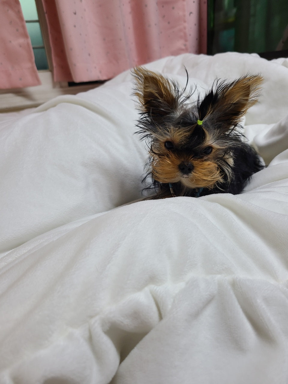 YORKIE, ALOHA TEACUP PUPPIES