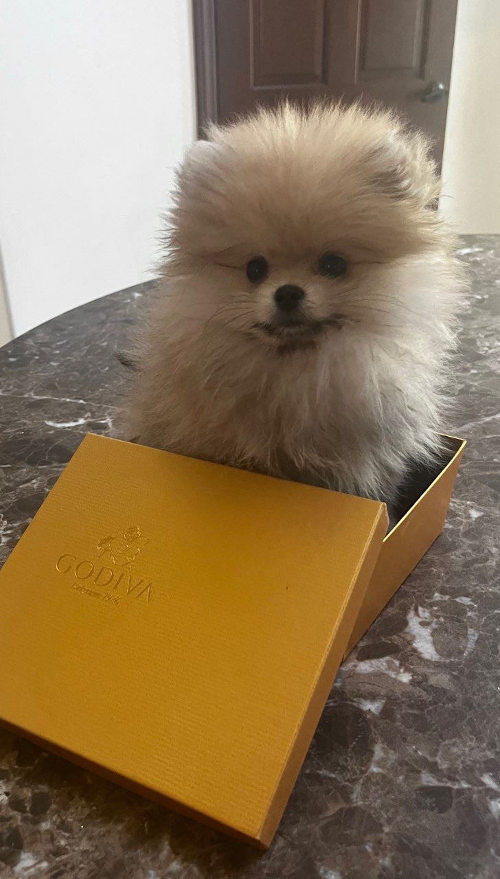POMERANIAN, ALOHA TEACUP PUPPIES
