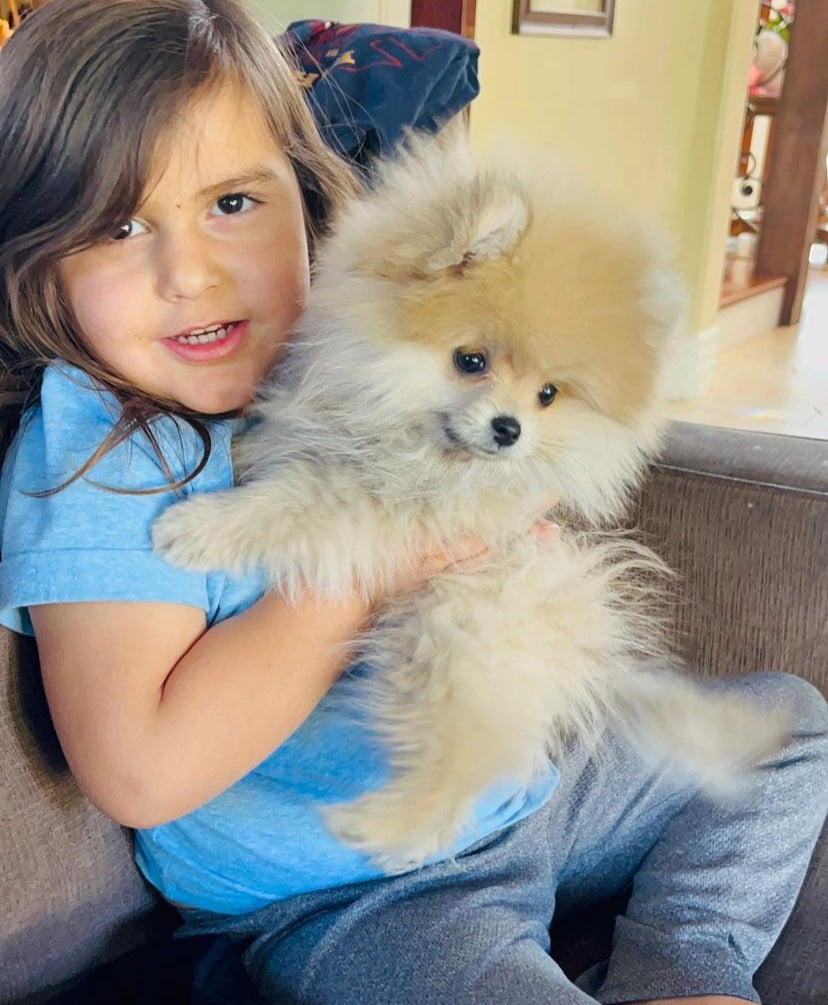 POMERANIAN, ALOHA TEACUP PUPPIES