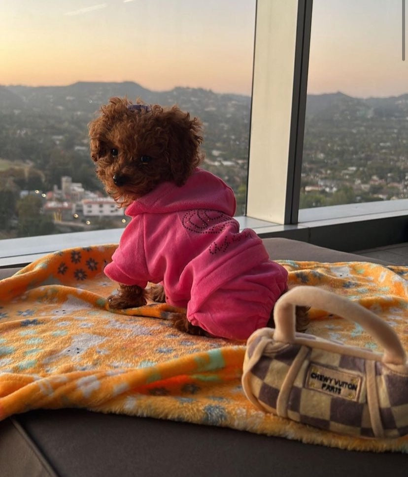POODLE, ALOHA TEACUP PUPPIES