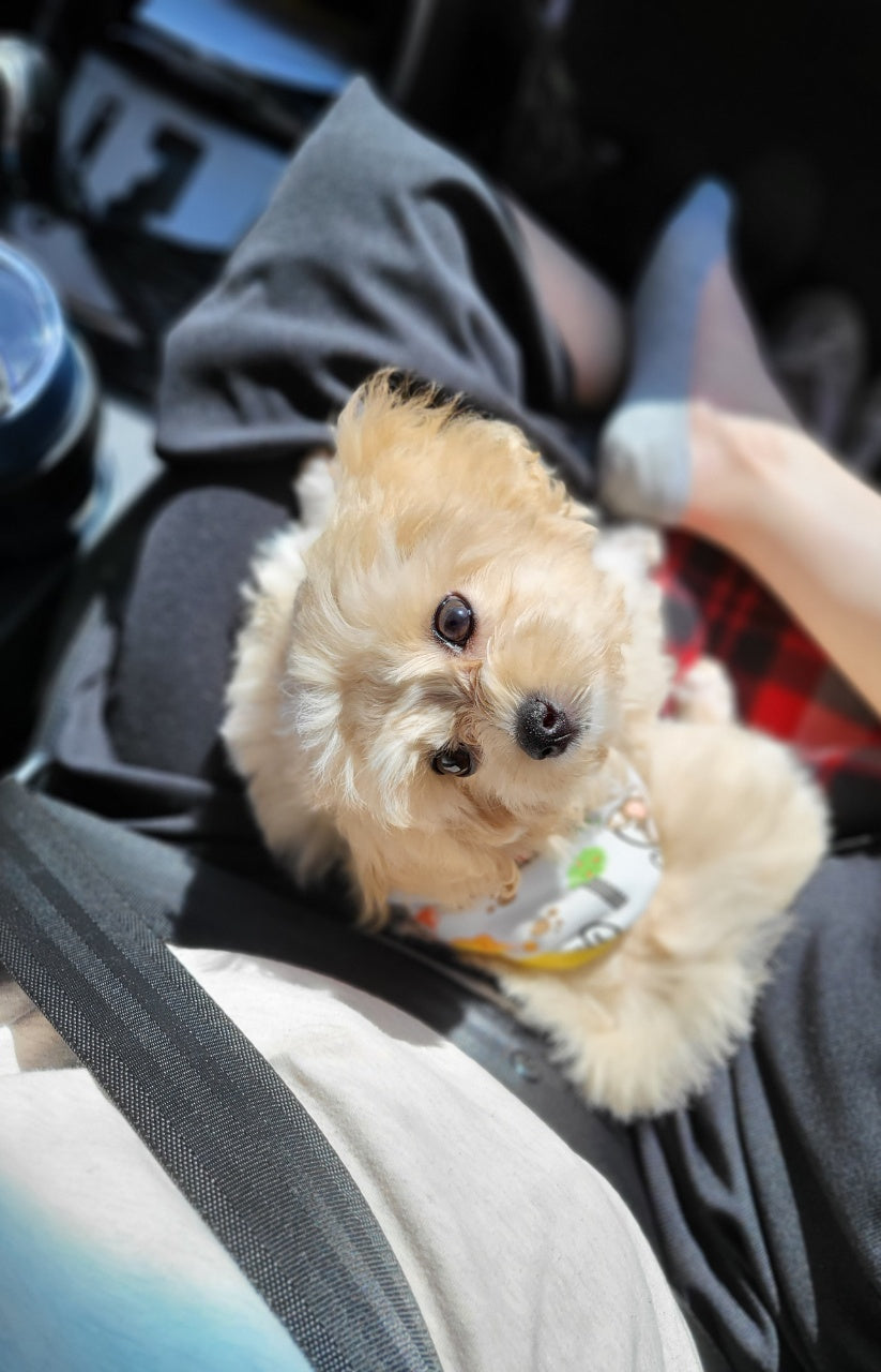 MALTIPOO, ALOHA TEACUP PUPPIES