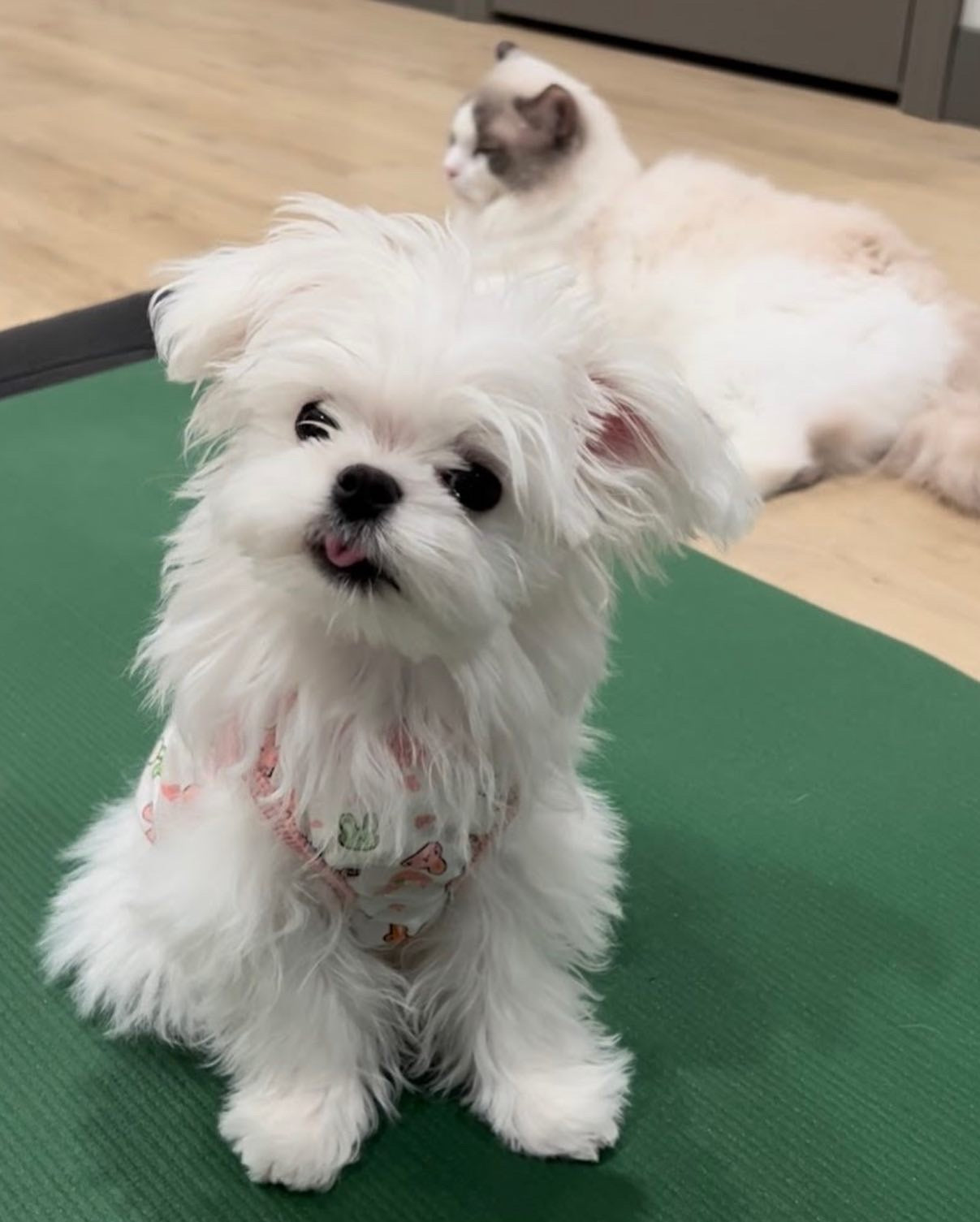 MALTESE, ALOHA TEACUP PUPPIES