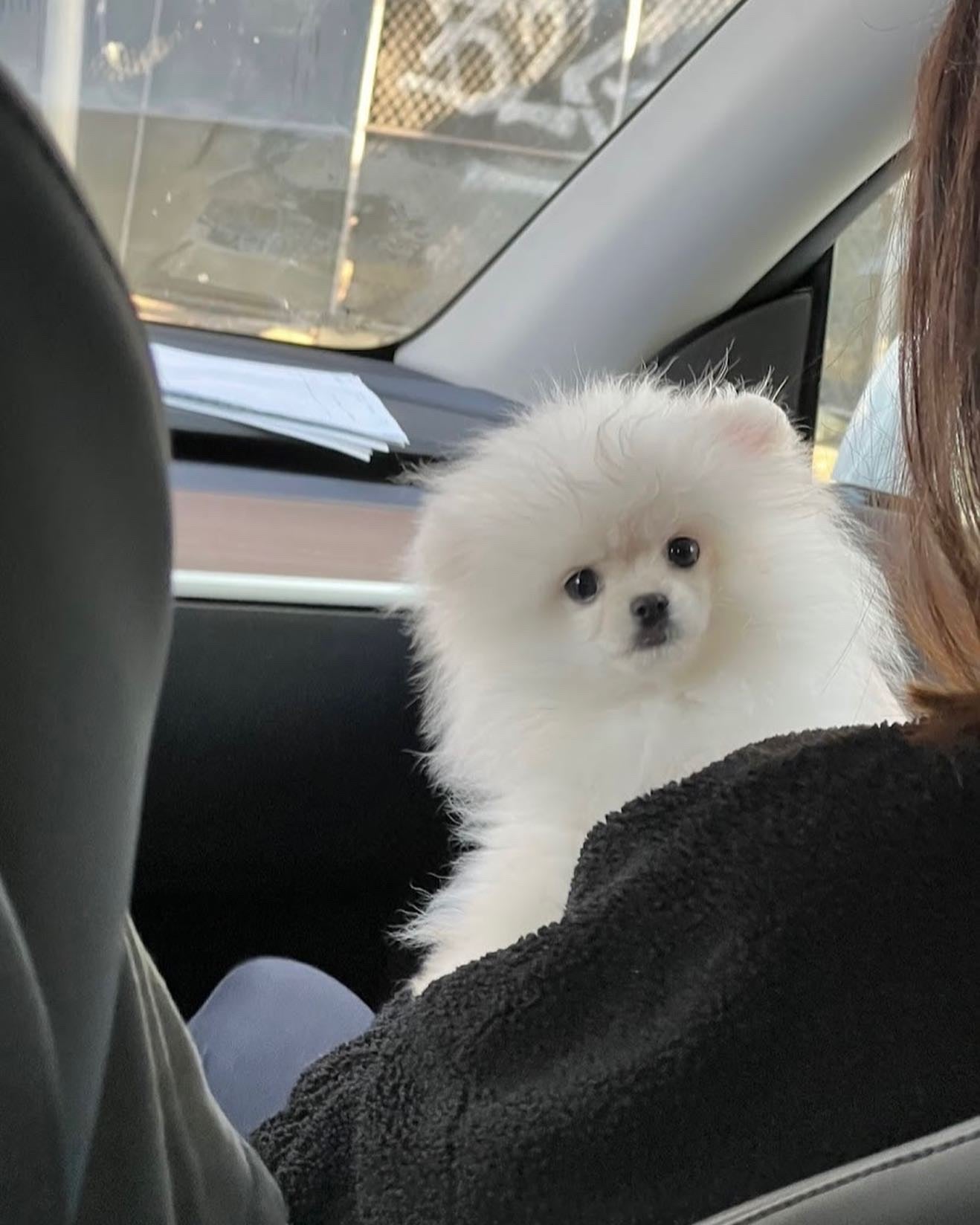 POMERANIAN, ALOHA TEACUP PUPPIES