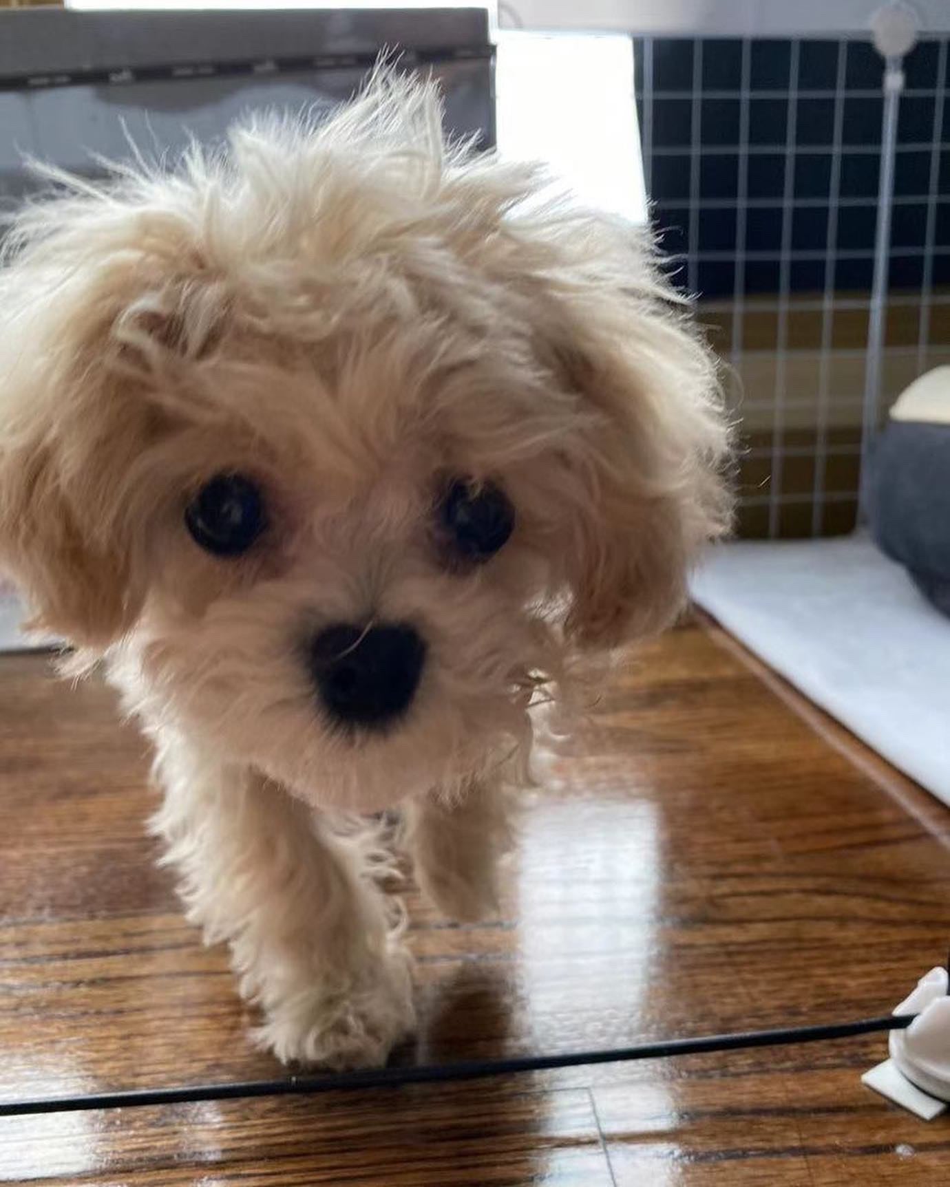 MALTIPOO, ALOHA TEACUP PUPPIES