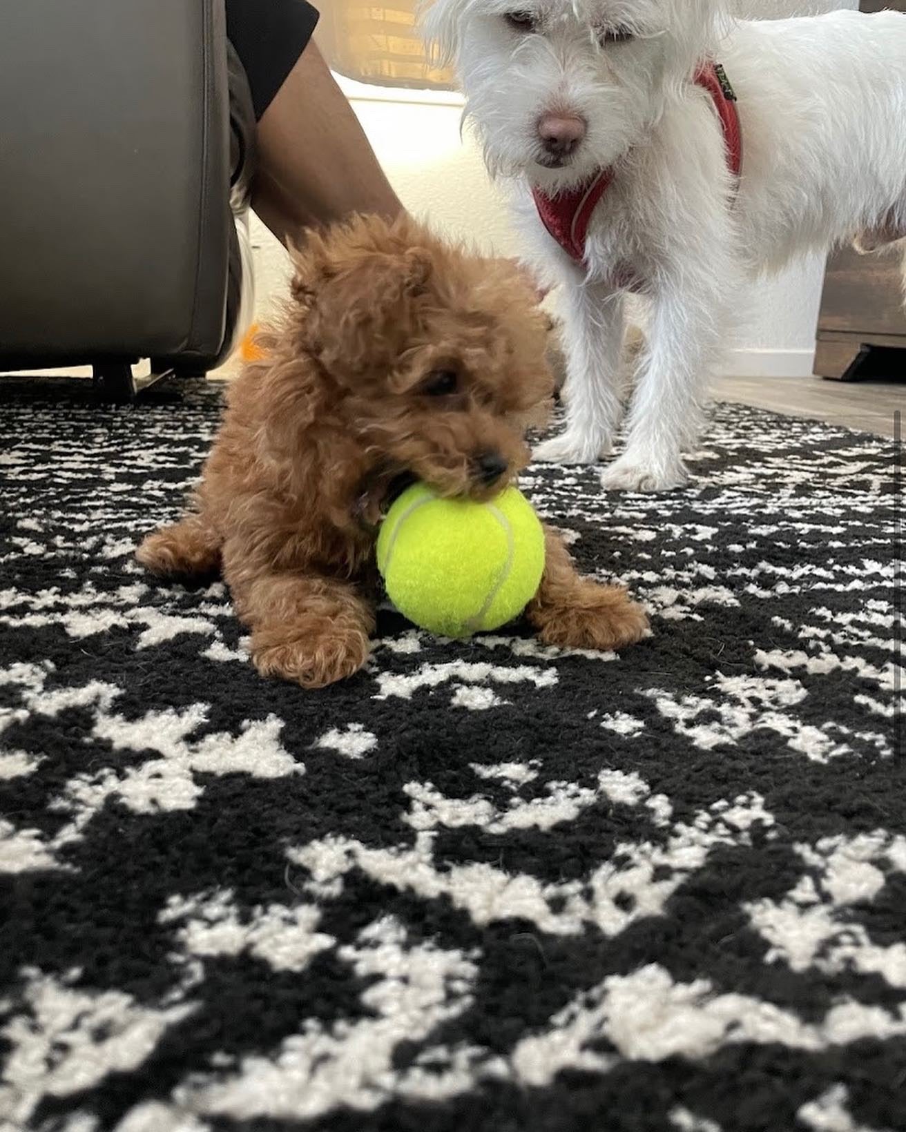 POODLE, ALOHA TEACUP PUPPIES