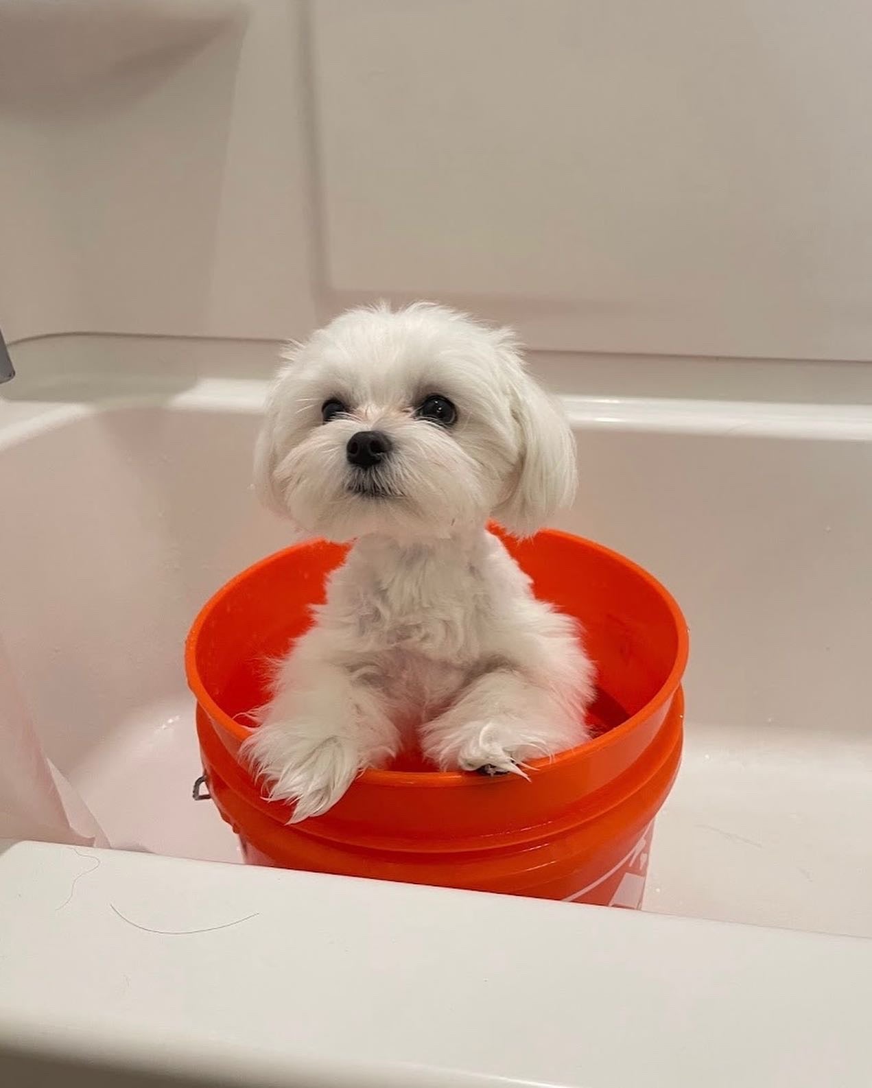 MALTESE, ALOHA TEACUP PUPPIES