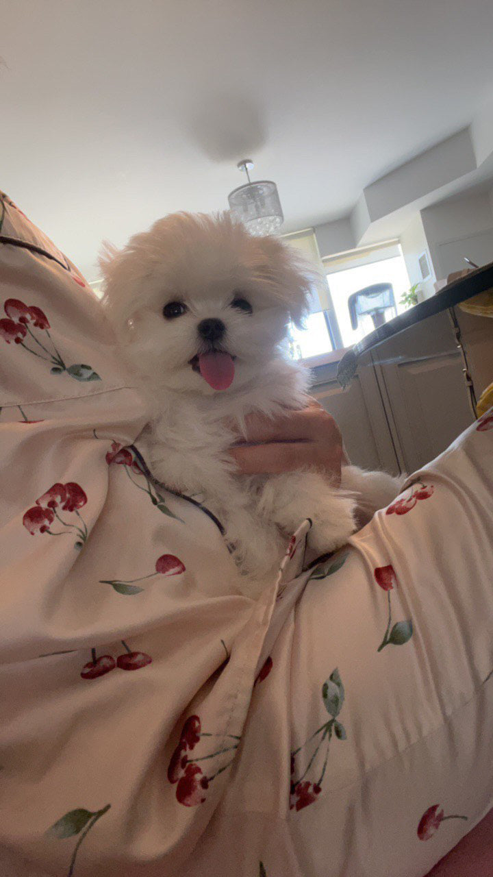 MALTESE, ALOHA TEACUP PUPPIES