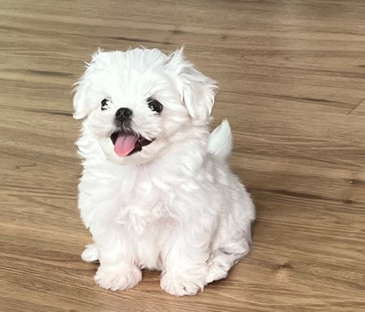 MALTESE, ALOHA TEACUP PUPPIES