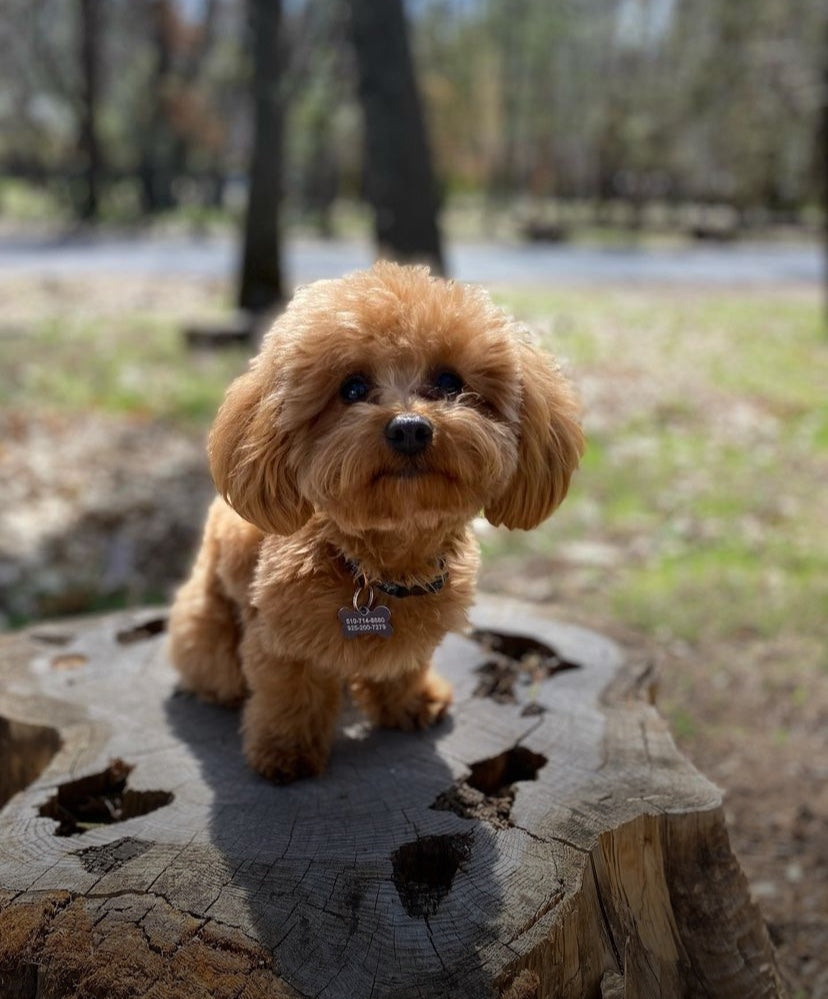 POODLE, ALOHA TEACUP PUPPIES