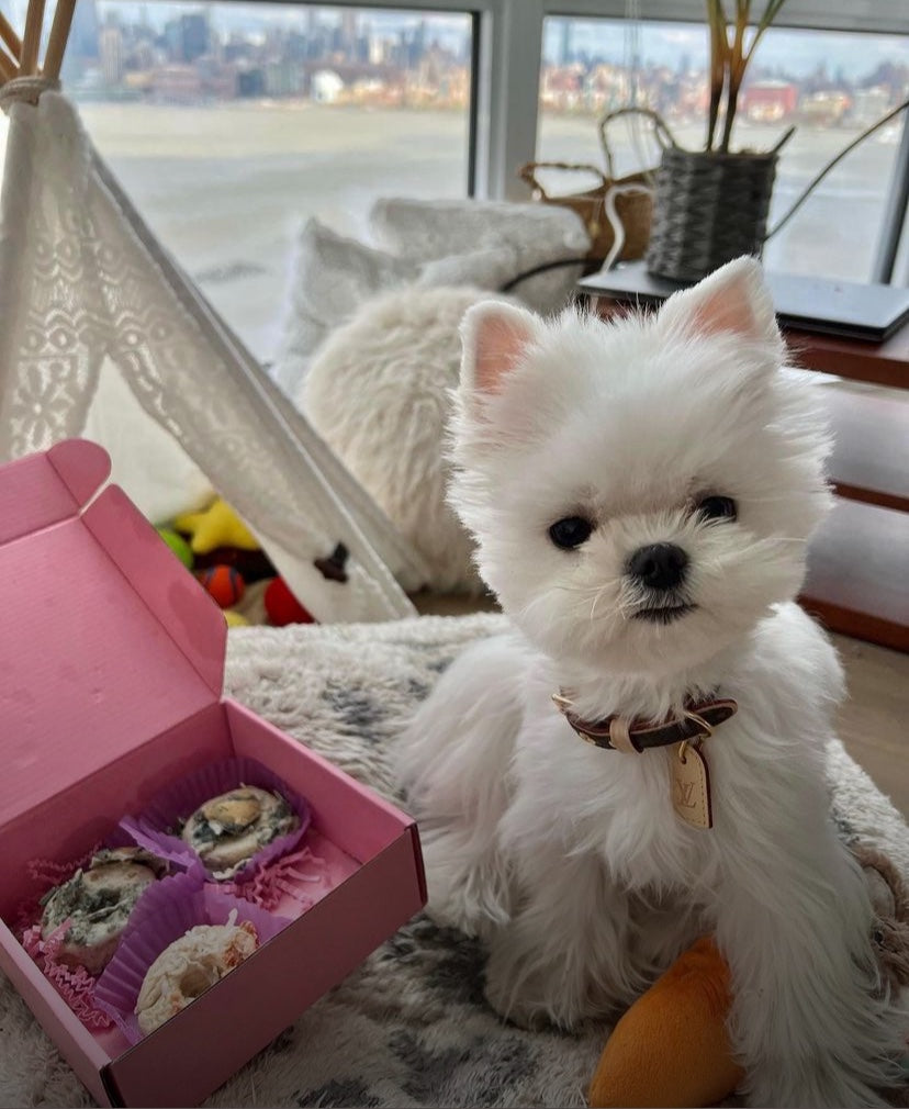 MALTESE, ALOHA TEACUP PUPPIES