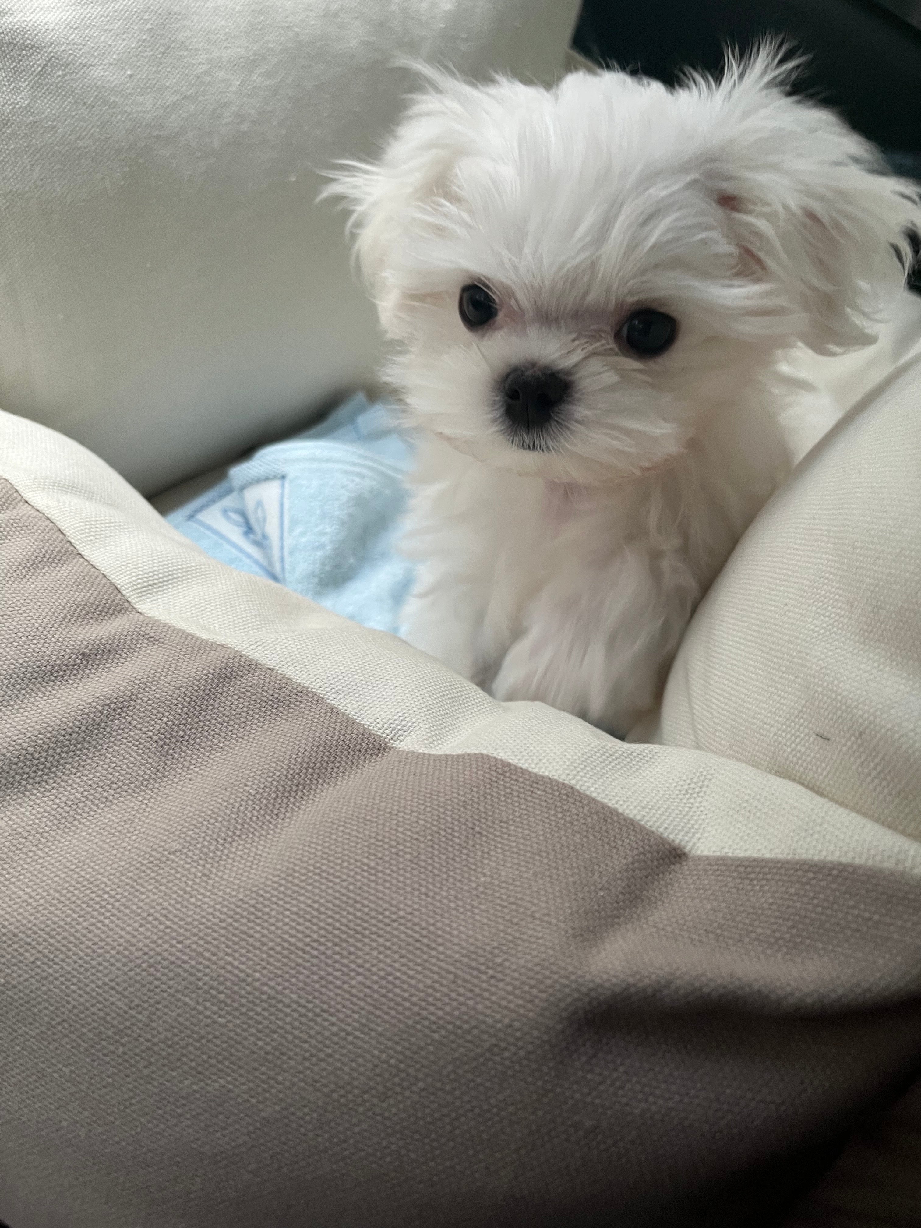MALTESE, ALOHA TEACUP PUPPIES