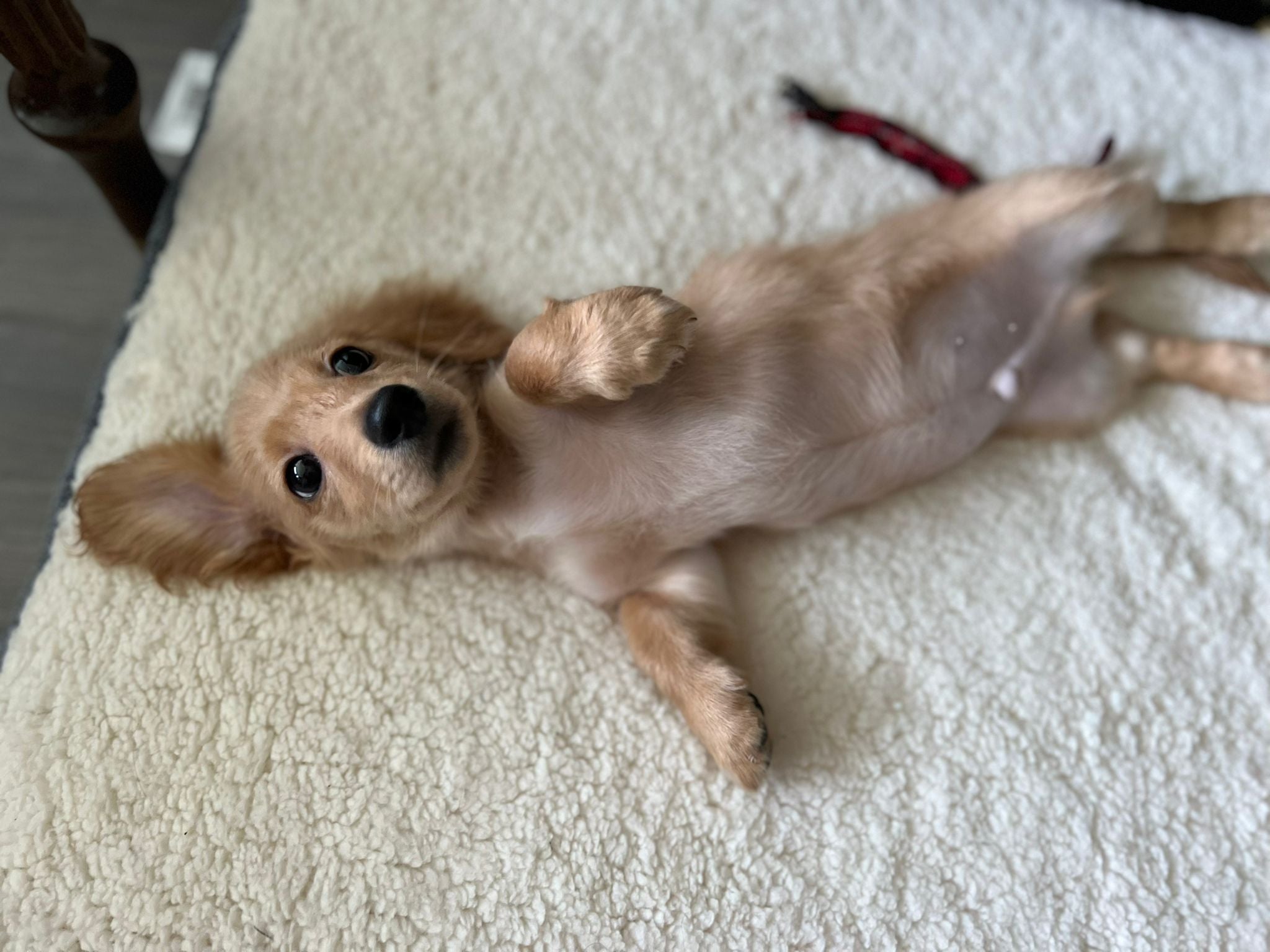 DACHSHUND, ALOHA TEACUP PUPPIES