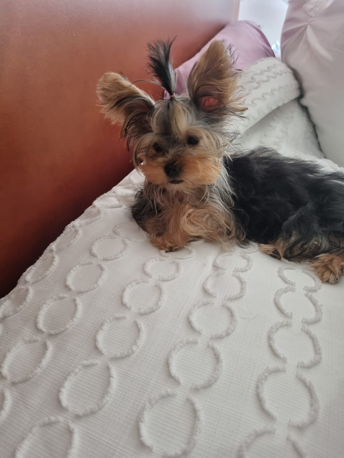 YORKIE, ALOHA TEACUP PUPPIES