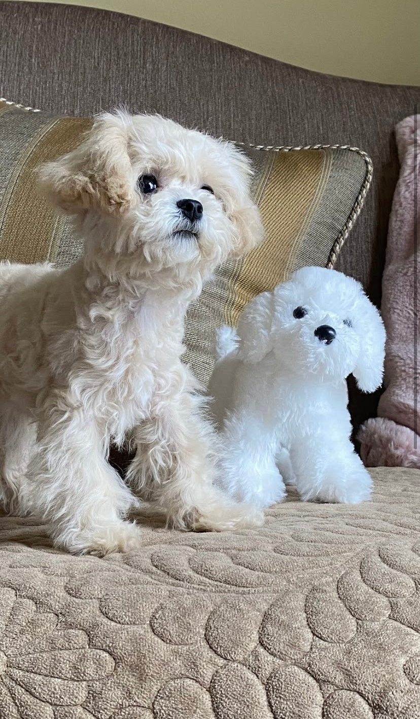 MALTIPOO, ALOHA TEACUP PUPPIES