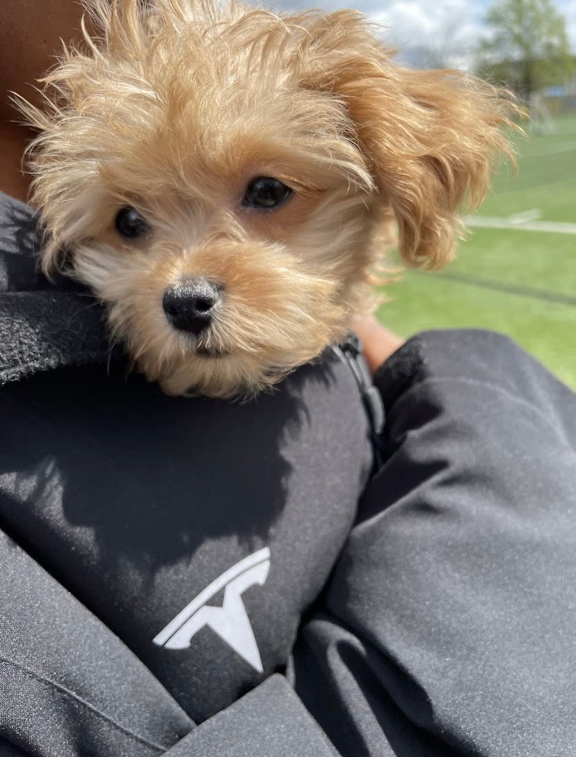 MALTIPOO, ALOHA TEACUP PUPPIES