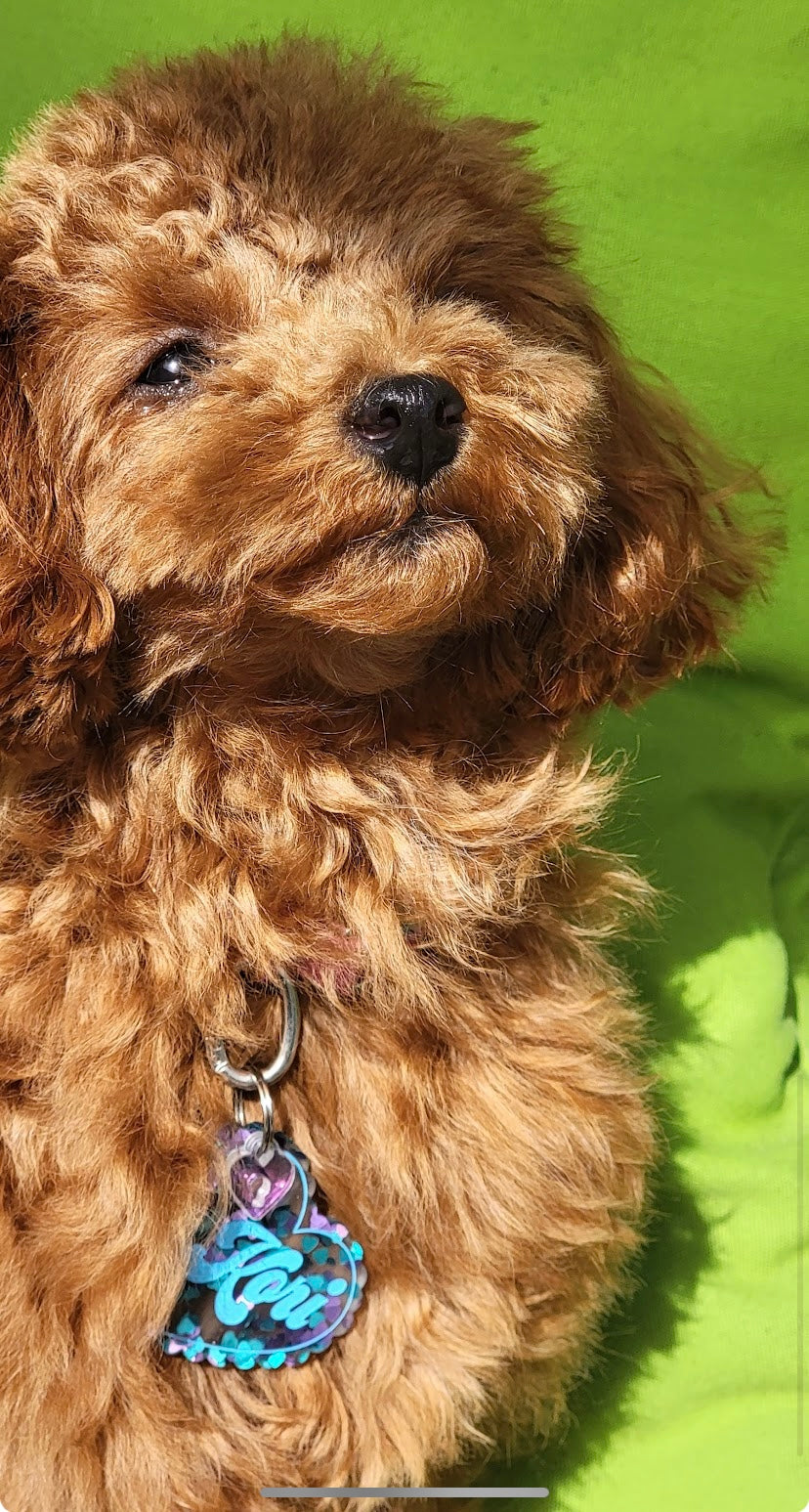 POODLE, ALOHA TEACUP PUPPIES