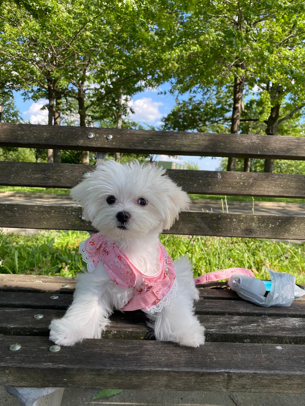MALTESE, ALOHA TEACUP PUPPIES